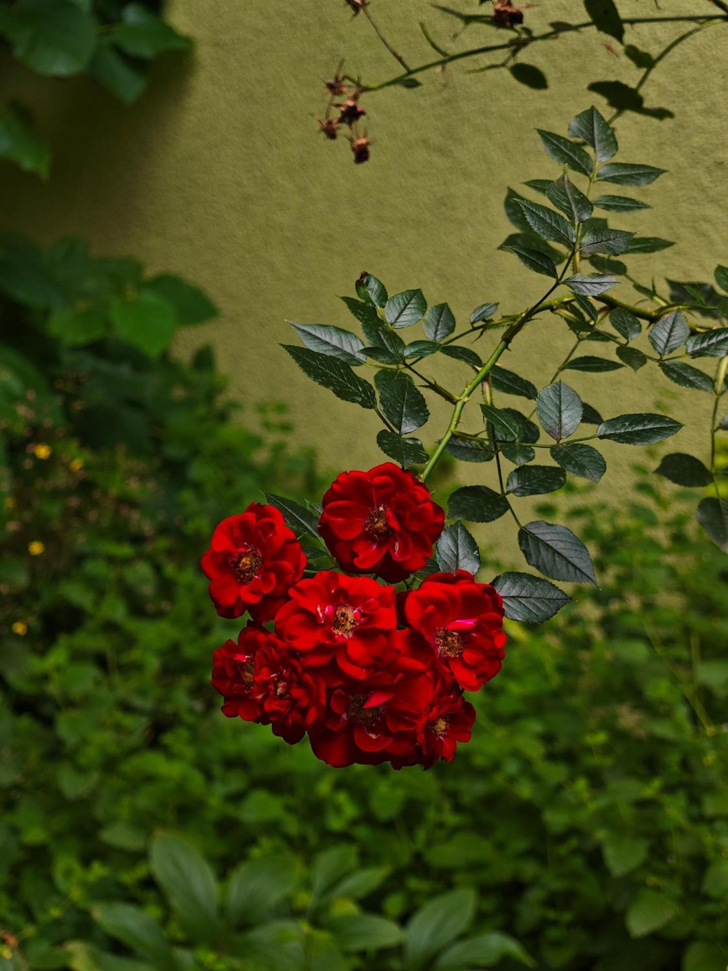 Vintage Room With Garden View Bratislava Exteriör bild